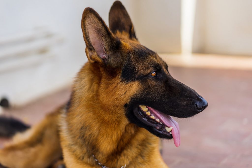 all about german shepherds