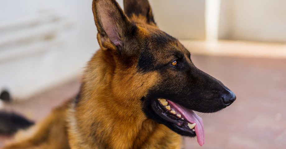 Facts about German Shepherd Dogs