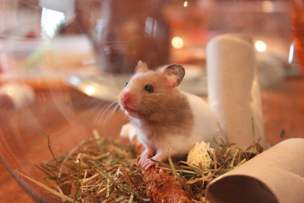 Facts about Hamsters