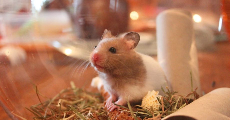 Facts about Hamsters