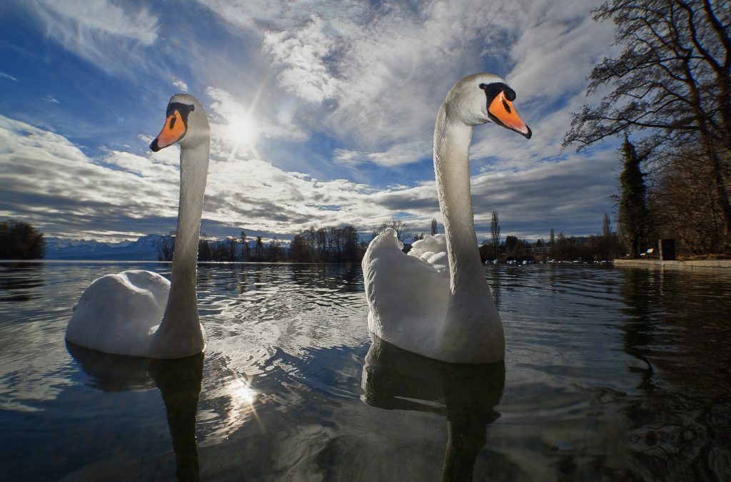 Facts about Swans