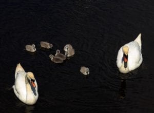 A pair of Swans with their cygnets 