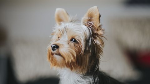 Facts about Yorkshire terrier Dogs