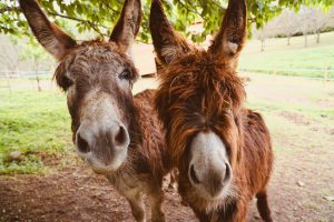 fun donkey facts