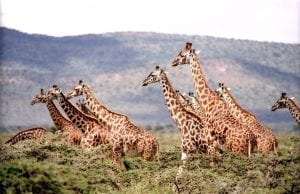 a herd of giraffes