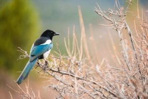 Fun facts about Magpies