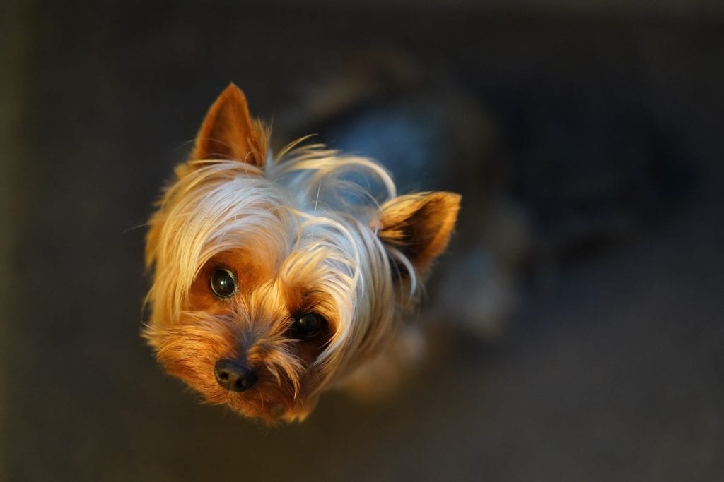 13 Fun Facts about Yorkshire Terrier Dogs Fact City