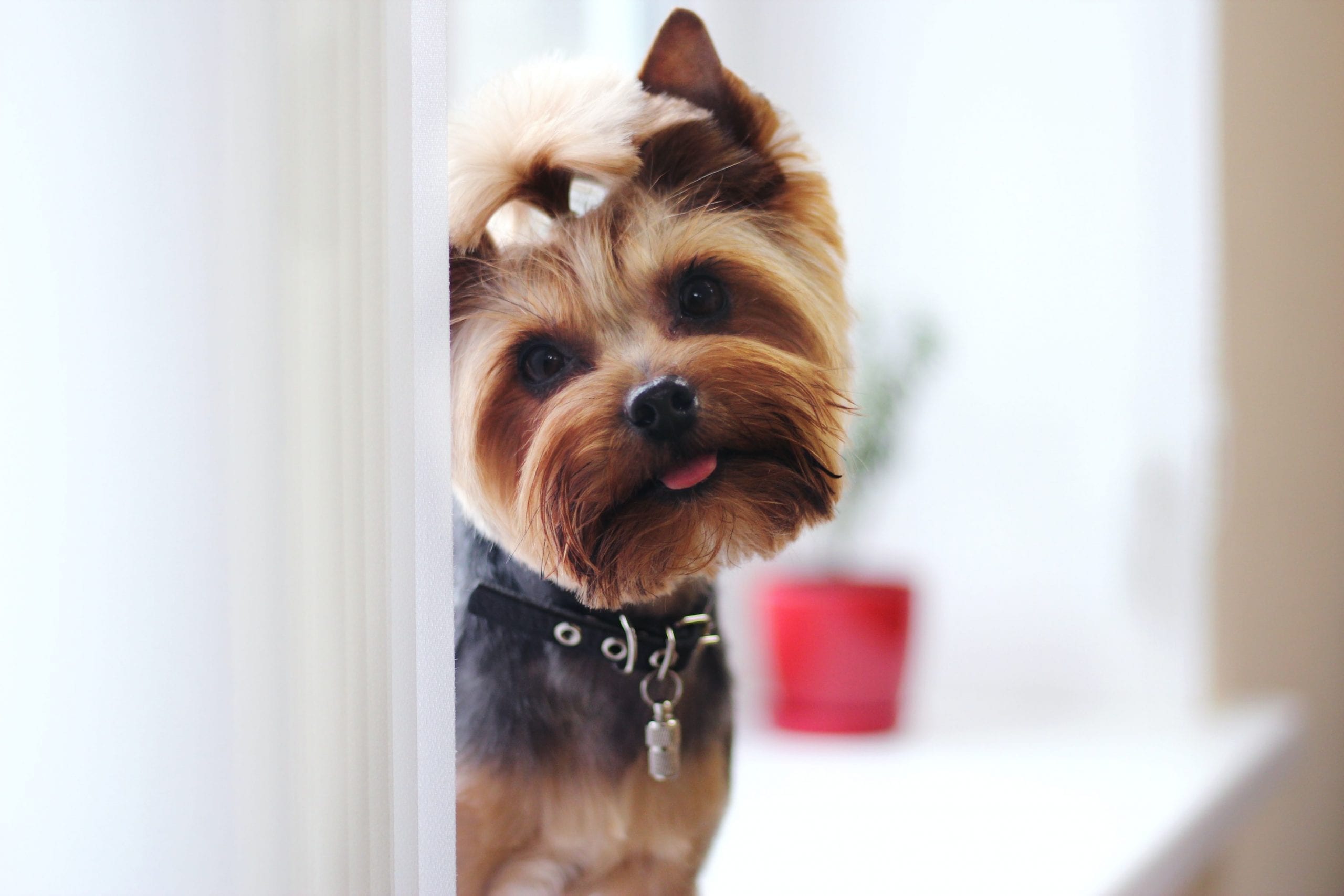 Fun facts about Yorkshire Terrier Dogs