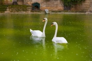 Fun facts about swans