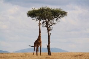 a giraffe reaching up high to eat leaves from a tree