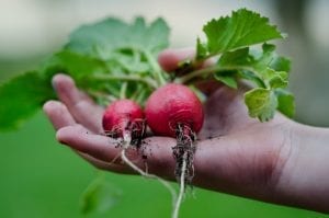 home grown radishes