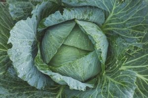 a perfect green savoy cabbage