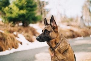 Interesting Facts about German Shepherds