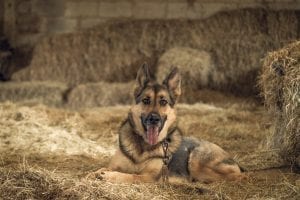 Interesting Facts about Germany Shepherd Dogs