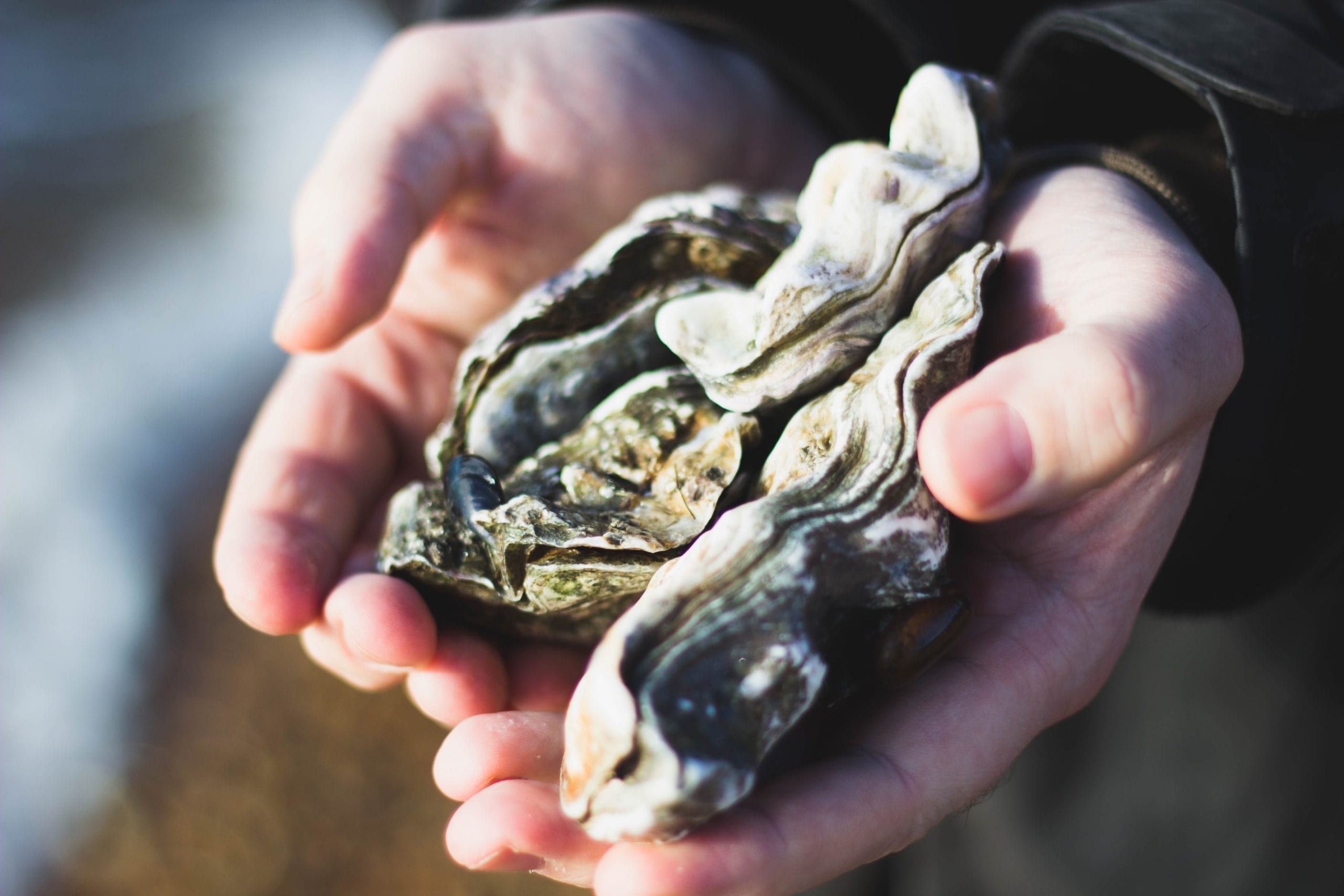 Interesting facts about Oysters