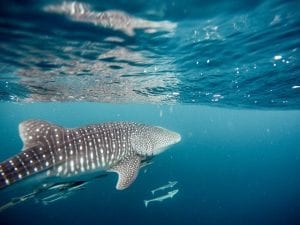 Interesting facts about Whale Sharks