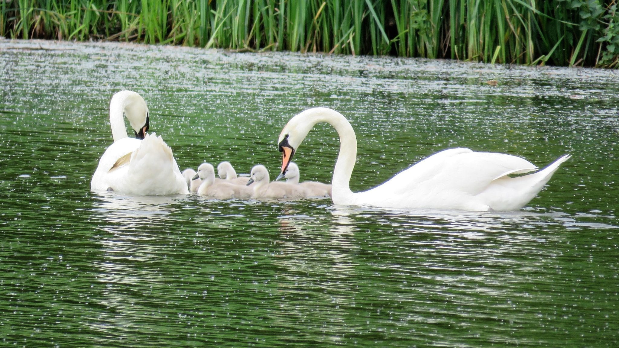 12 Serene Facts About Swans Fact City