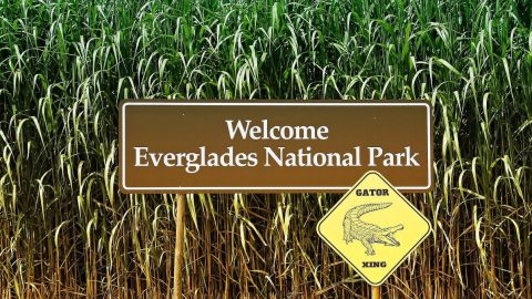 Interesting facts about the Everglades