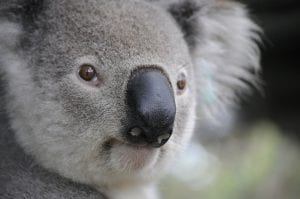 Close up of a Koala bear