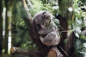 Koala Facts