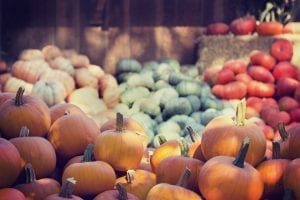 Harvest time for pumpkins and squash