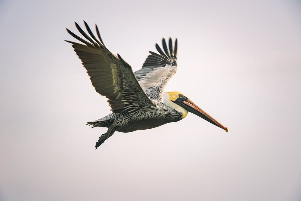 14 Interesting Facts about Pelicans You Won't Know... Fact City