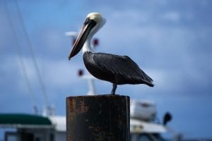 Pelican Facts