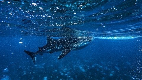 Whaleshark Facts