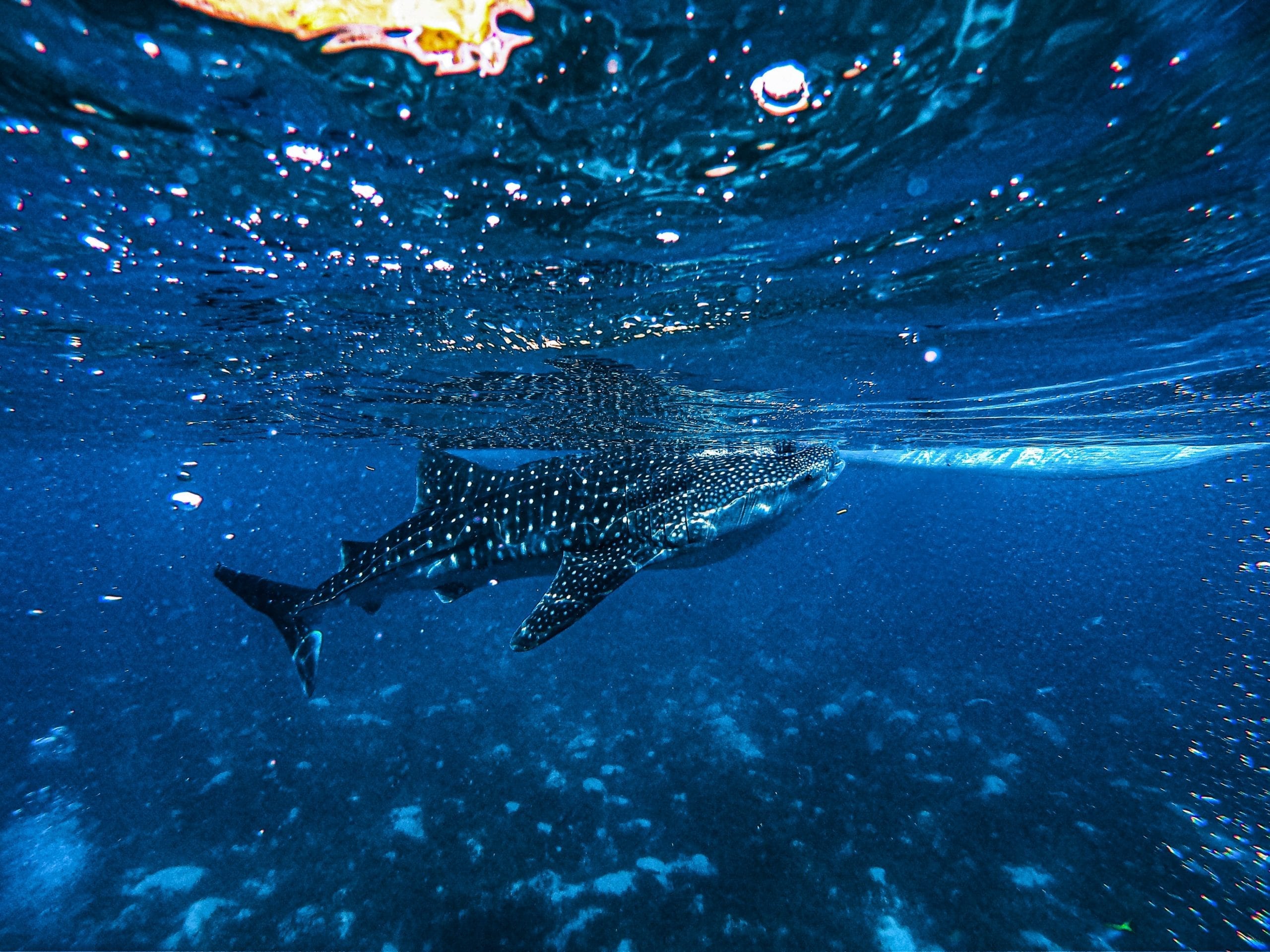 Whaleshark Facts