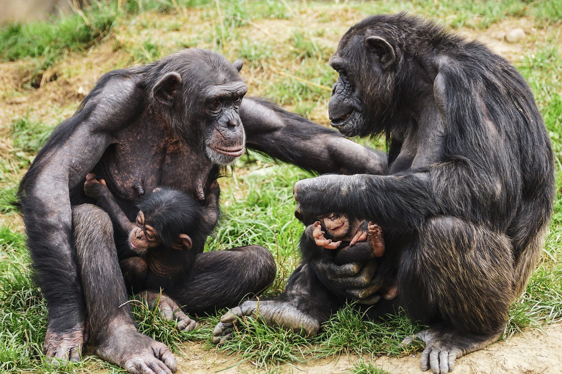 16 Fun Facts About Chimpanzees