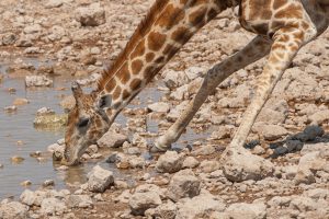 a giraffe leaning down to drink 