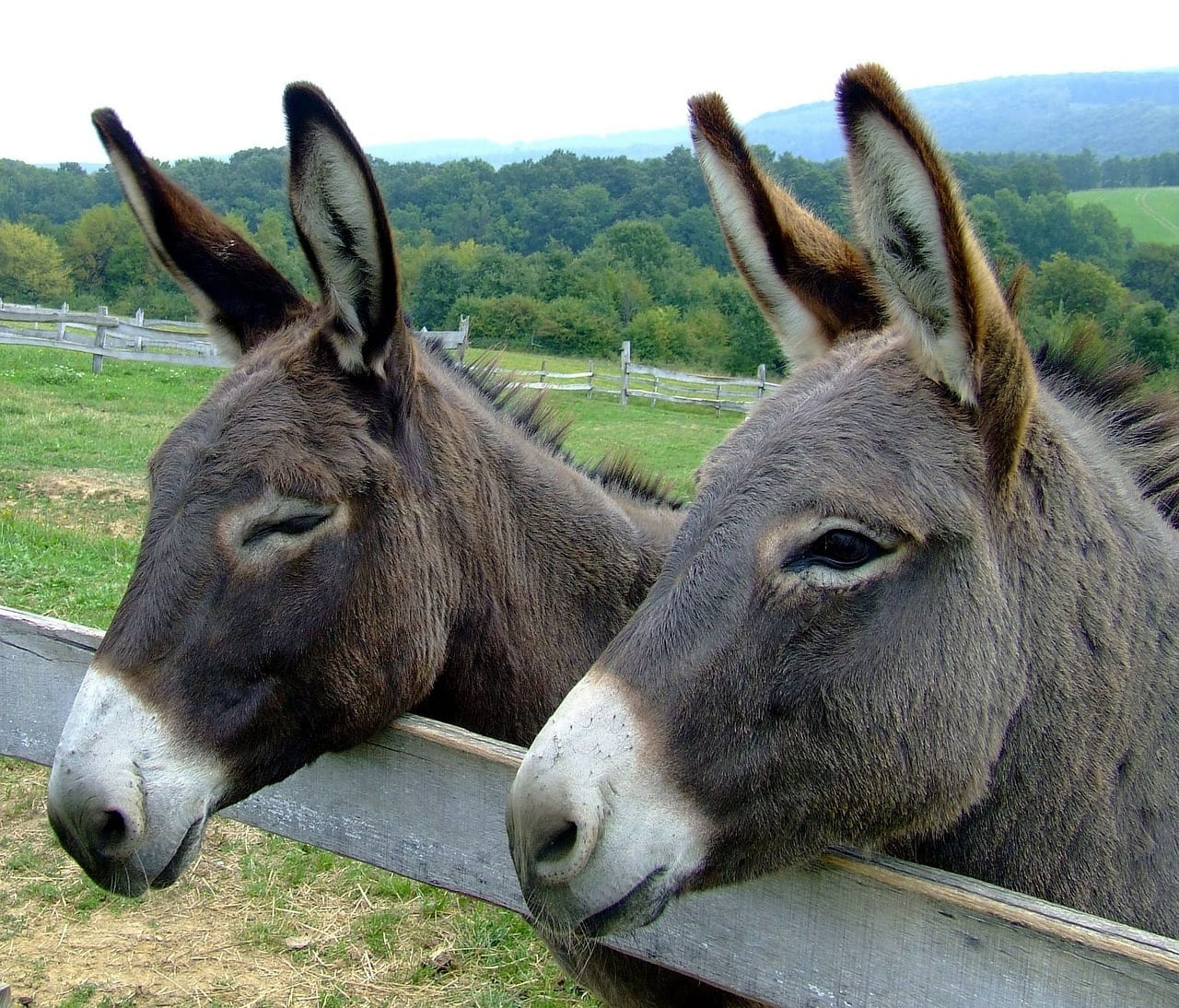 24 Delightful Facts About Donkeys - Fact City