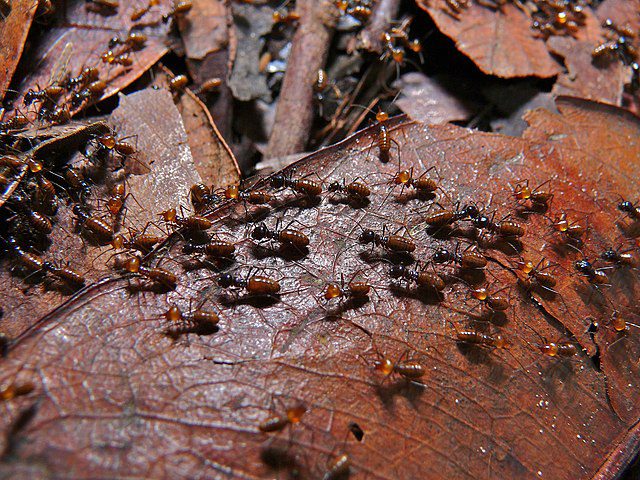 a colony of termites