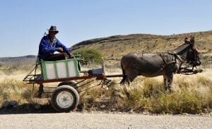 a donkey pulling a cart