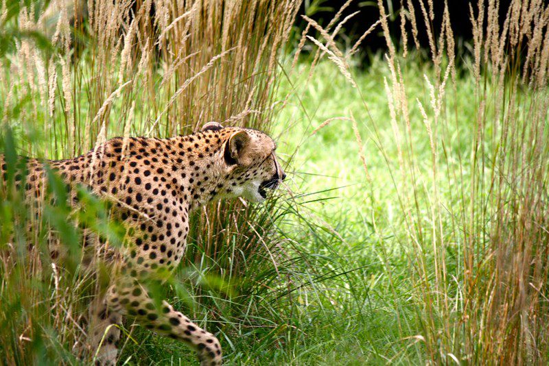hiding cheetah