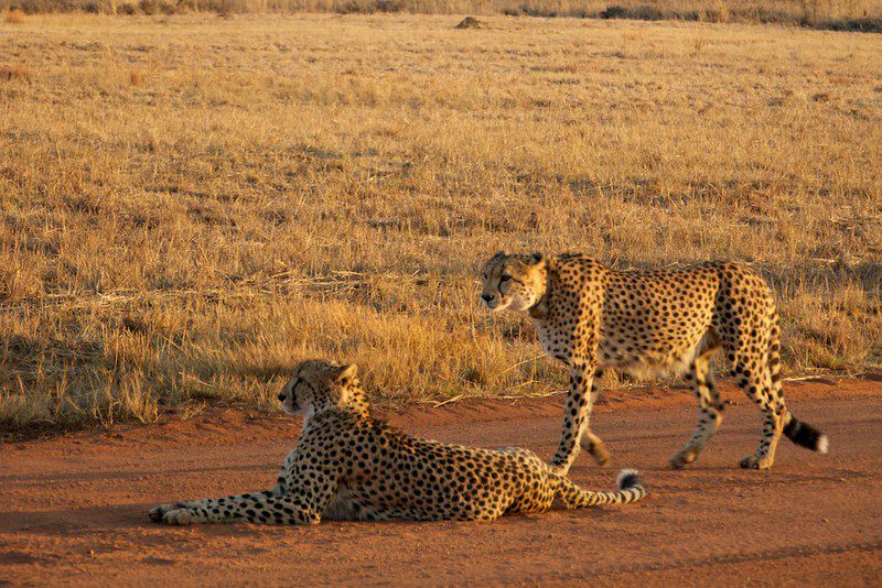 cheetahs in the open