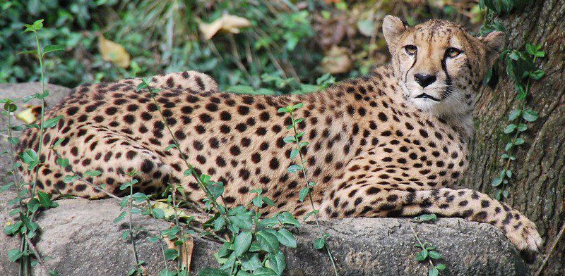 cheetah resting