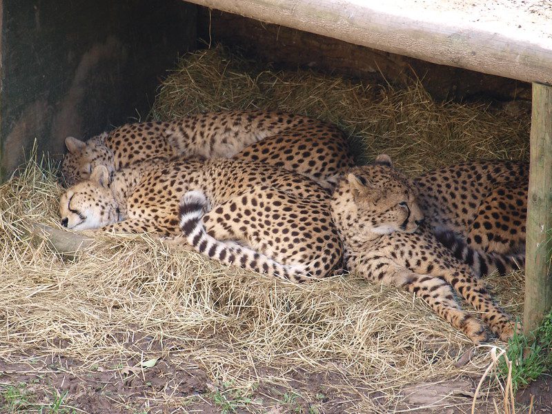 sleeping cheetahs