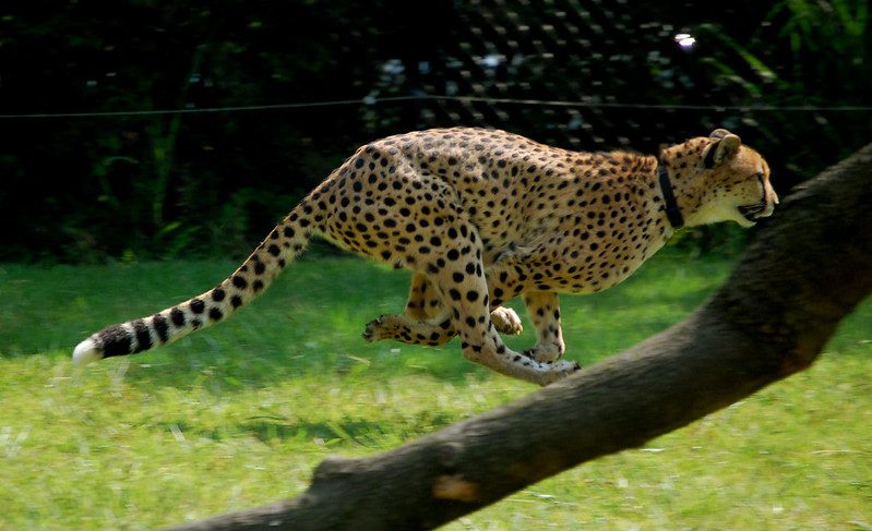 running cheetah