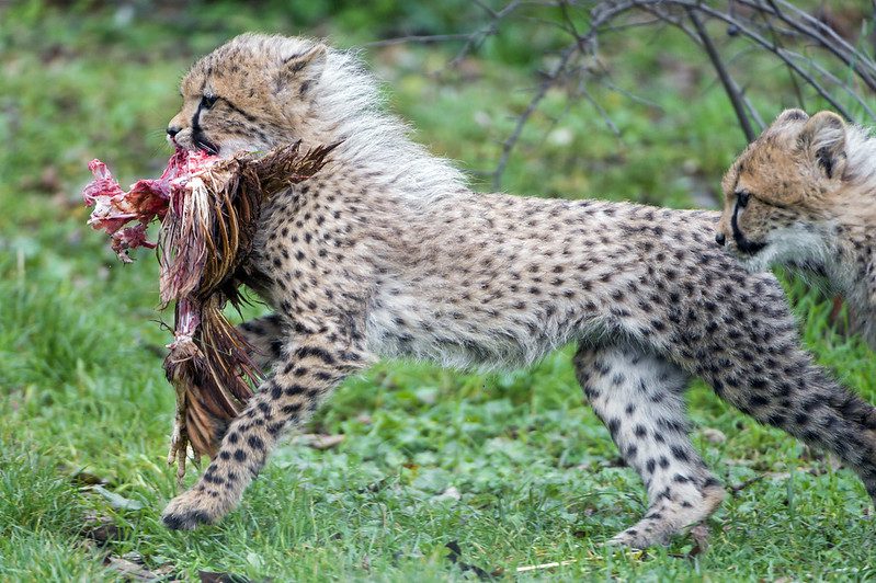 cheetah and its prey
