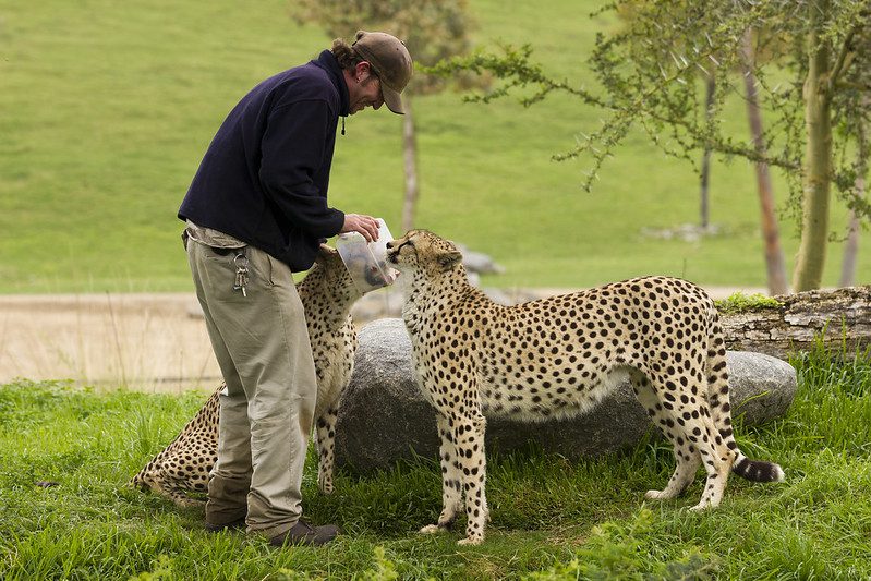 feeding cheetahs