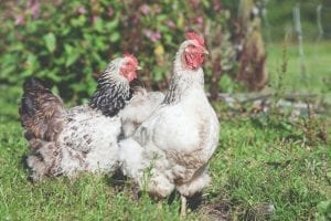 facts about chickens