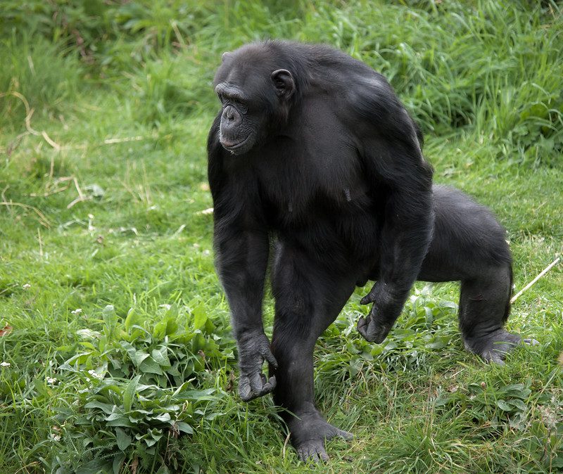 a tall chimpanzee