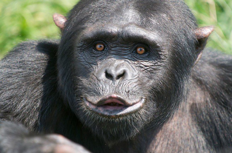 chimpanzee with its tongue out