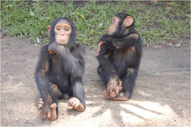 a couple of chimpanzees