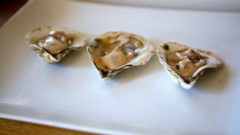 facts about oysters