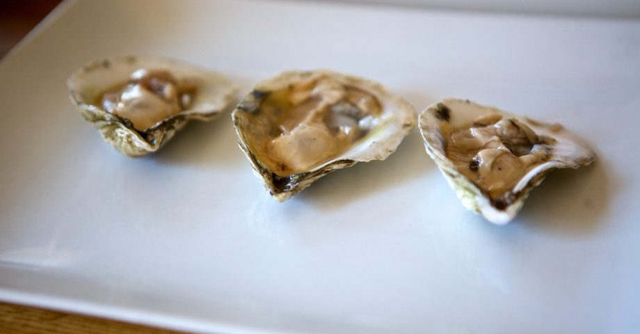 facts about oysters