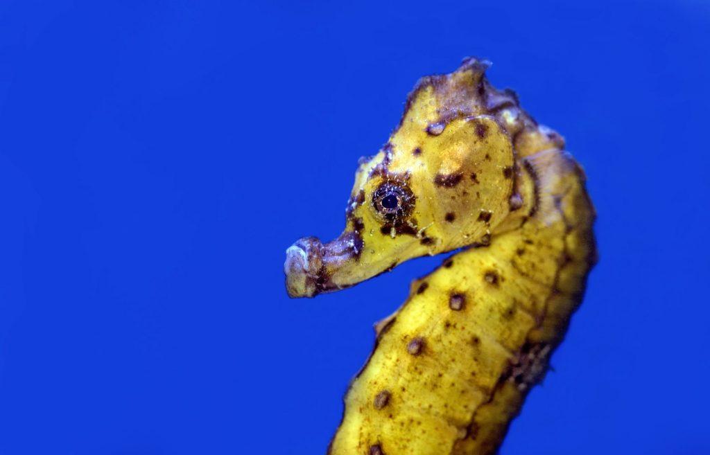 close up of a seahorse