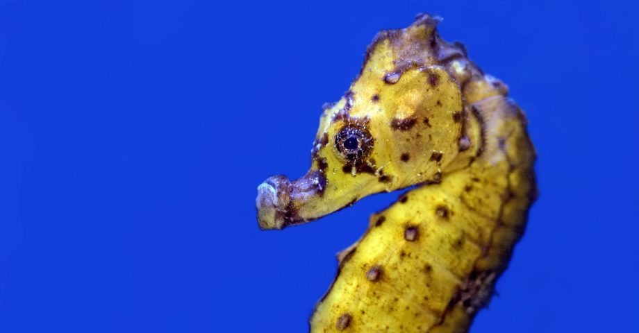 close up of a seahorse