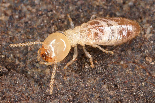 a termite worker